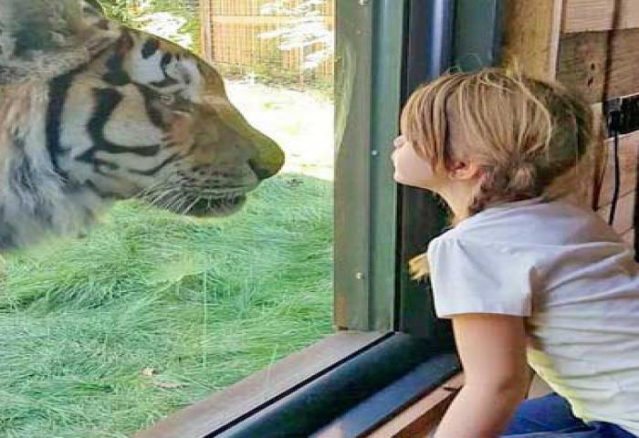 Tidur Diantara Lalu Lalang Harimau
